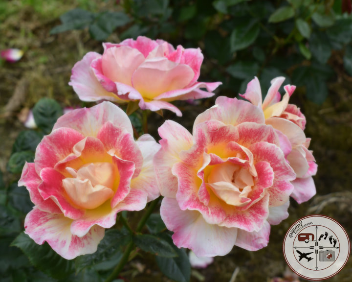 Gorgeous Two-Toned Roses in The Rose of Tralee Rose Garden; places to go in Ireland