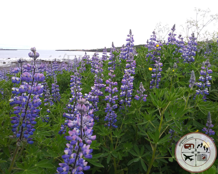 Beautiful Purple Alaskan Lupine lines the landscape of Iceland, adding brilliant pops of color; photos to fuel your wanderlust; travel inspiration; travel motivation