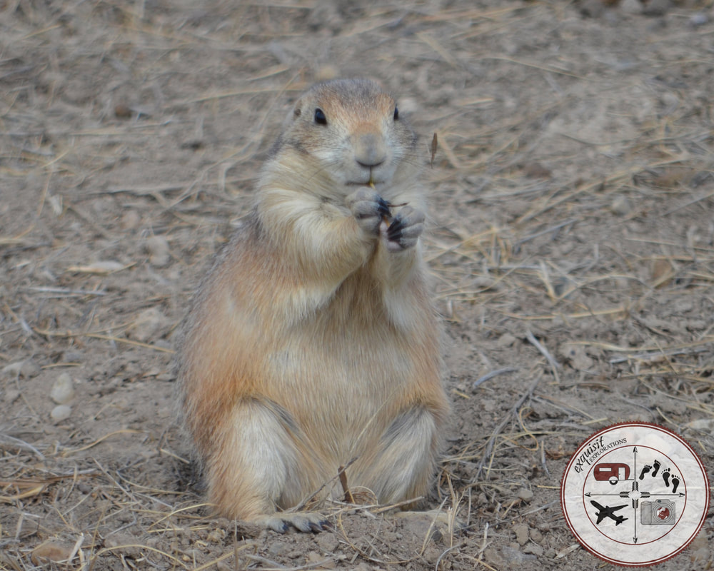Prairie Dog in the Badlands, Badlands National Park, South Dakota Itinerary, Ultimate South Dakota Road Trip, Road Trip Through South Dakota, Travel, RV lifestyle, RV living