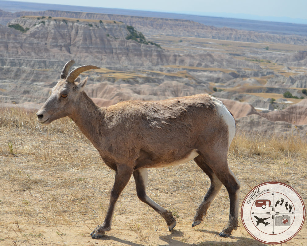 Bighorn Sheep in the Badlands, South Dakota Itinerary, Ultimate South Dakota Road Trip, Road Trip Through South Dakota, Travel, RV lifestyle, RV living, RVing, Badlands National Park, Animals of the Badlands