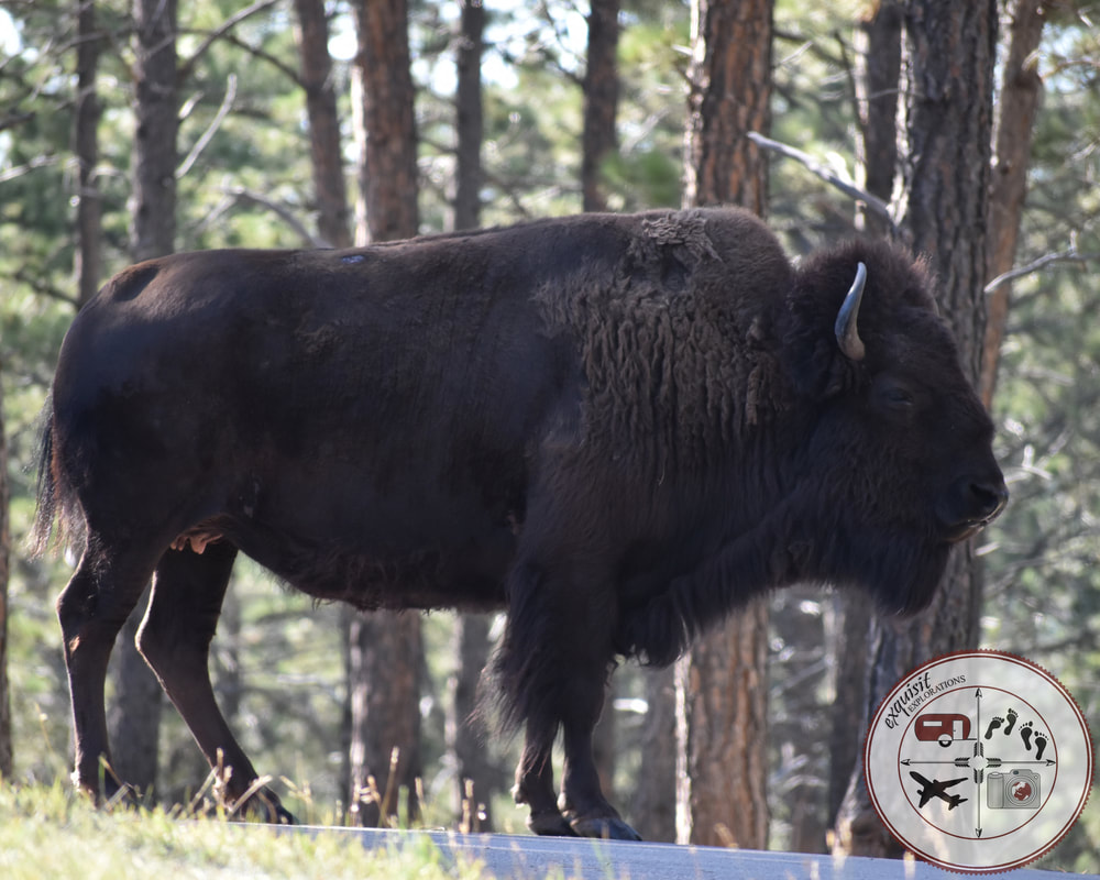 Female Bison, Female Buffalo, Bison Cow, Buffalo Cow, South Dakota Itinerary, Ultimate South Dakota Road Trip, Road Trip Through South Dakota, Travel, RV lifestyle, RV living
