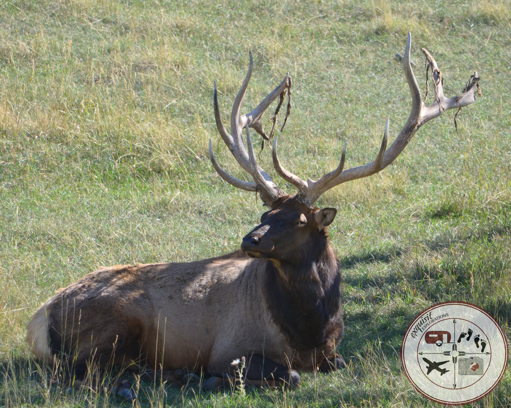 Male Elk at Bear Country USA, South Dakota Itinerary, Ultimate South Dakota Road Trip, Road Trip Through South Dakota, Travel, RV lifestyle, RVing