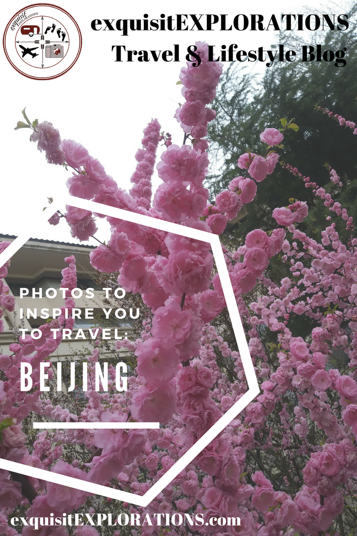 Photos to Inspire You to Travel: Beijing, China; Ornamental Cherry Blossoms