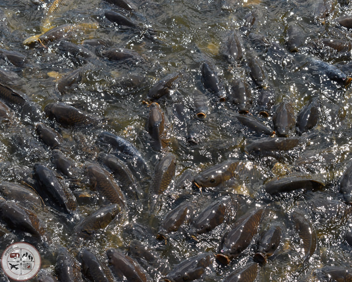 Feed the Fish at Pymatuning Spillway #linesvillepa #pymatuninglake #pymatuningspillway #carp