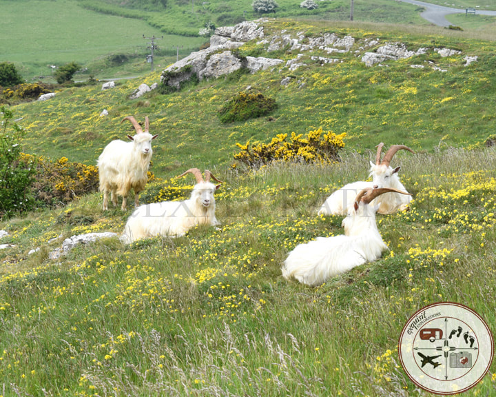The Famous Kashmiri Goats of the Great Orme, Llandudno, Wales