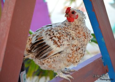 Wild Chicken, Beach Chicken, Belize, Caye Caulker