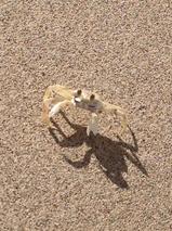 ghost crab, crabs, beach, Hawaii, island