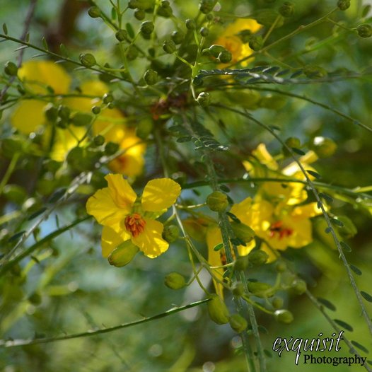 retama, flowering tree, south texas, flora, yellow flowers, texas flowering trees, rv living, full time rving