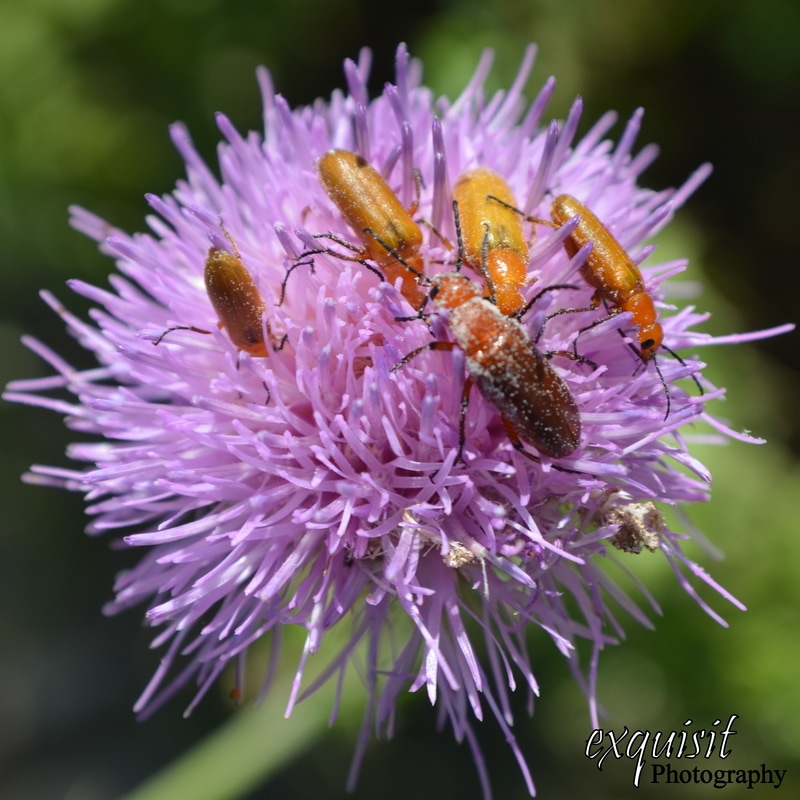 purple thistle, bugs, bug party, insects, gathering, purple flower, wildflower