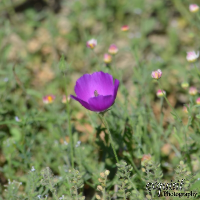 purple flower, purple wildflower, wildflowers of south texas, texas flowers, native flowers, nature photography