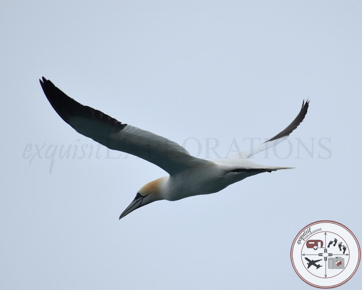 Gannet; Sea Birds of Iceland; Bird-Watching in Iceland; White Birds