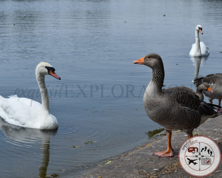 Go Bird-Watching in Hyde Park; things to do in London; budget travel; travel tips