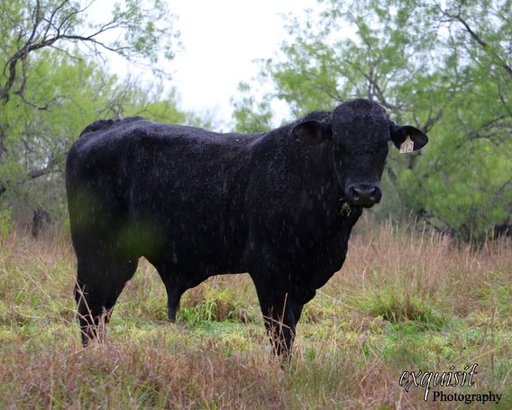 bull, cattle, texas, stubborn, mischievous, black bull