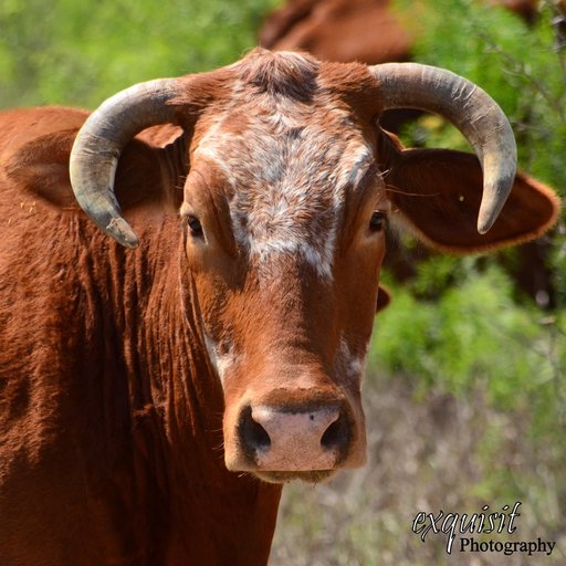 staring contest, stare down, cattle, cow, horns, brown cow, nature, ranch, farm animals, south texas
