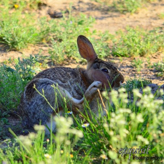 bunny, bunnies, rabbit, rabbits, wildlife of south texas, nature photography
