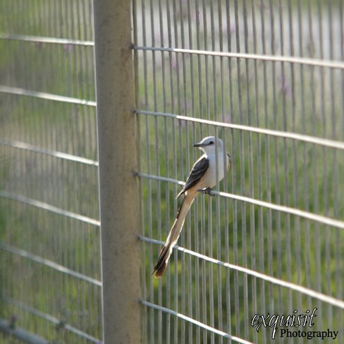 scissortail flycatcher, scissor-tail flycatcher, south texas birds, birds of texas, wildlife