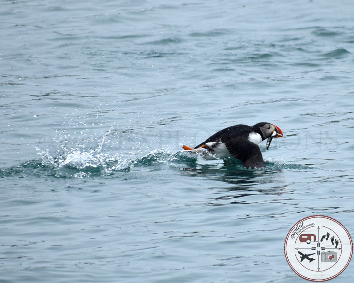 Atlantic Puffin with a Fish in its Mouth, Running Across the Water to Take Off; Iceland; Photos to Fuel Your Wanderlust