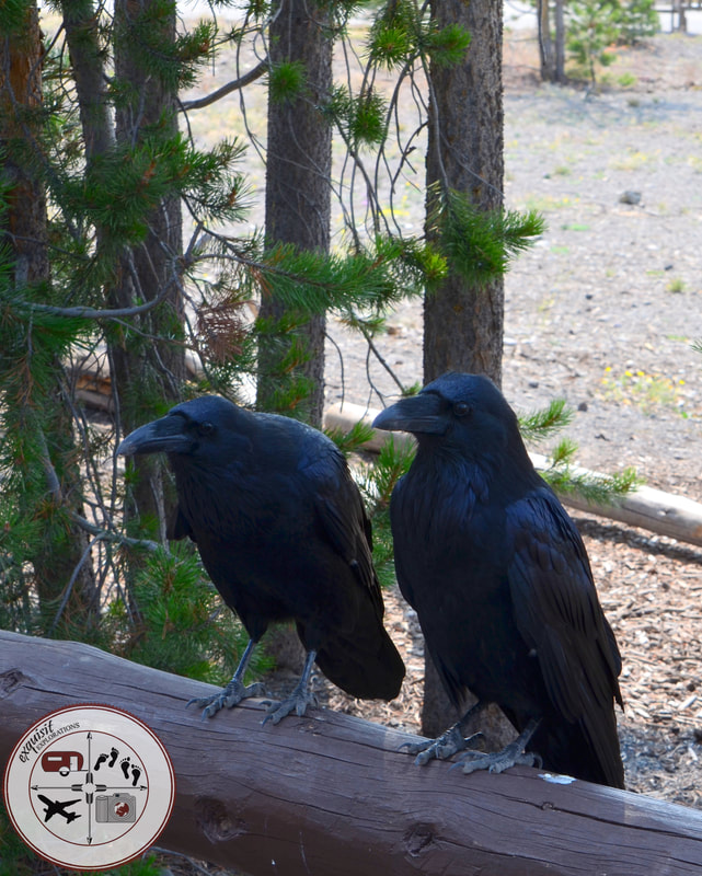 Ravens in Yellowstone National Park, Wildlife of Yellowstone National Park, Yellowstone Animals, Beautiful Animals, Nature Photography