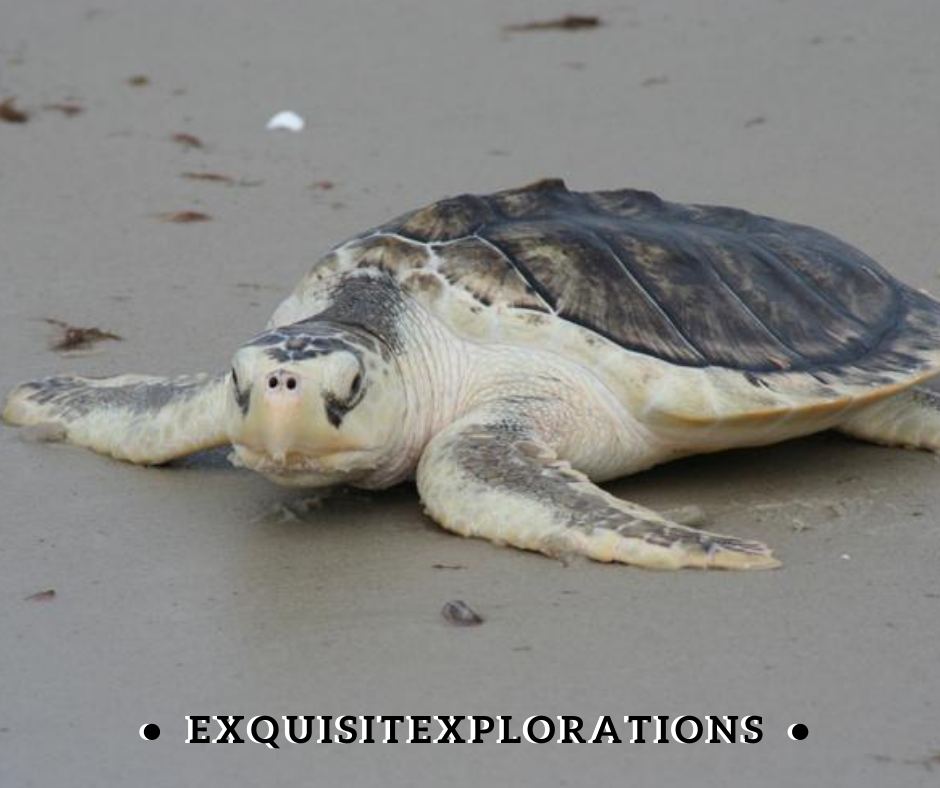 Kemp's Ridley Sea Turtle Center; things to do in Houston with kids by exquisitEXPLORATIONS Travel Blog