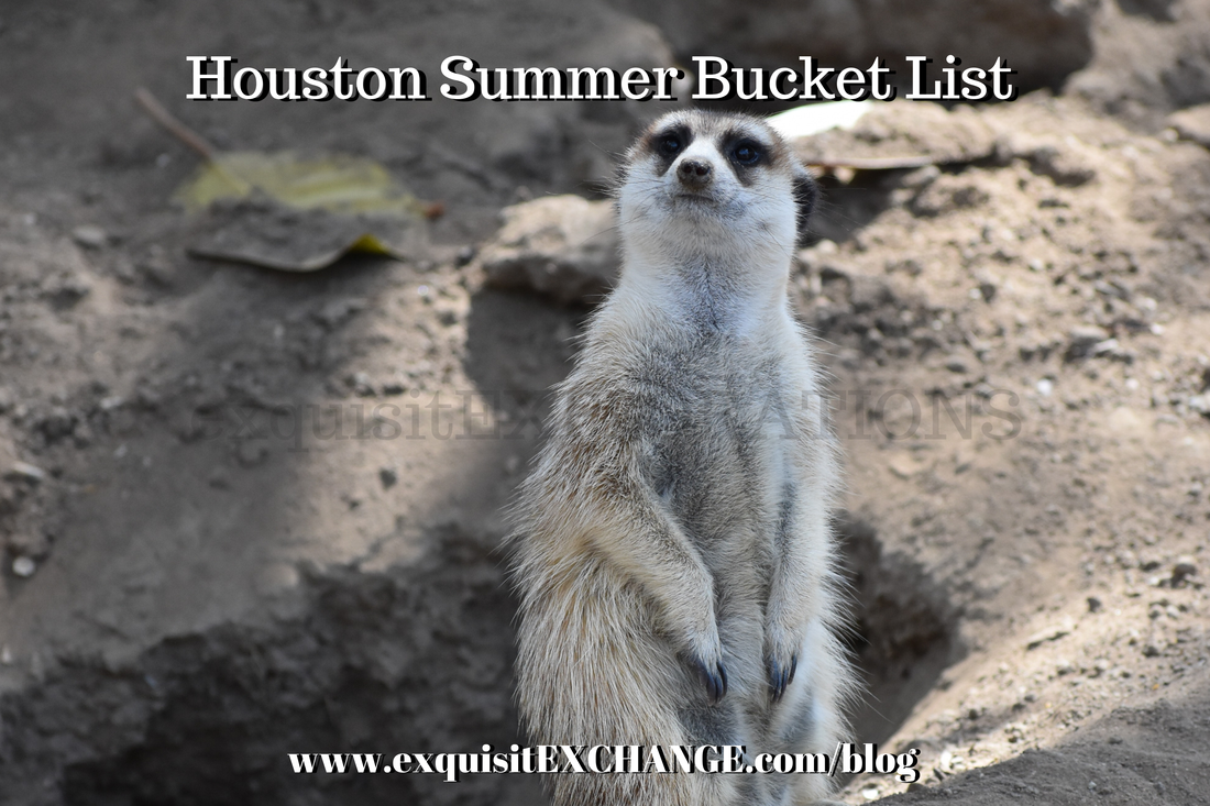 Houston Summer Bucket List; things to do in Houston this summer; exquisitEXPLORATIONS; visit the animals at the Houston Zoo