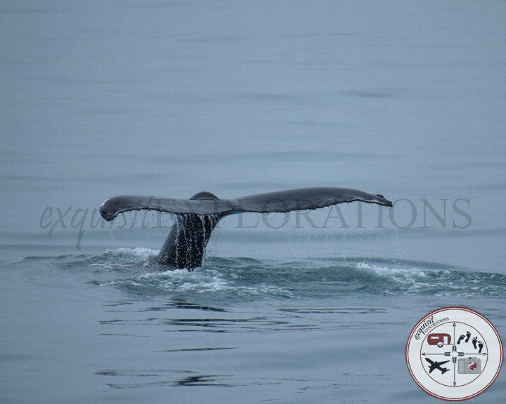 Photos to Fuel Your Wanderlust: Whale-Watching in Iceland: Humpback Whale; Whale Tail; Iceland; Atlantic Ocean