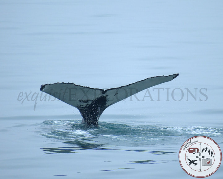 Photos to Inspire You to Travel to Iceland: Humpback Whale; Whale Watching in Iceland; Atlantic Ocean