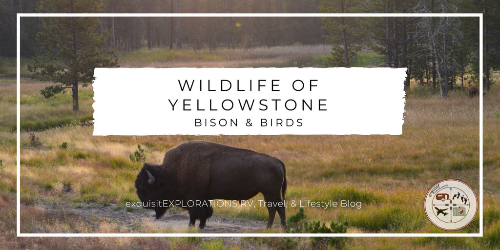Wildlife of Yellowstone National Park, Yellowstone Animals, Beautiful Animals, Nature Photography