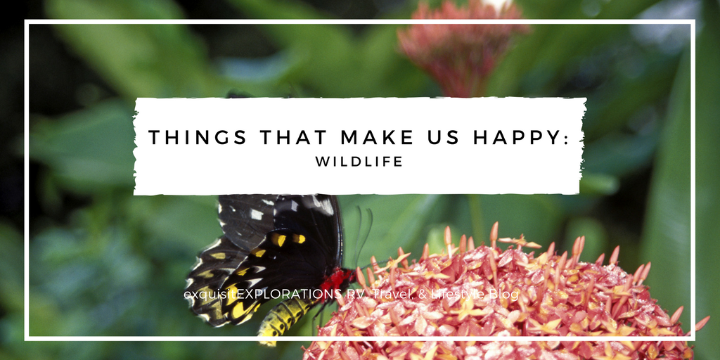 Things That Make Us Happy: Wildlife