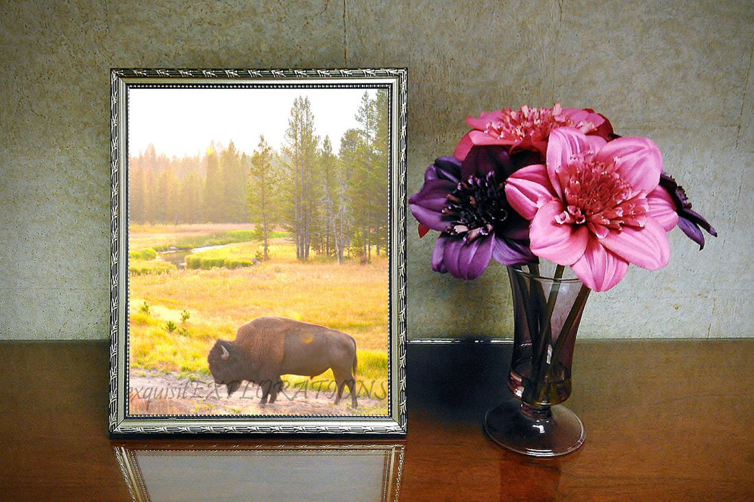 Solitary Bison; a Buffalo in Yellowstone National Park; digital print, photography, exquisitEXPLORATIONS