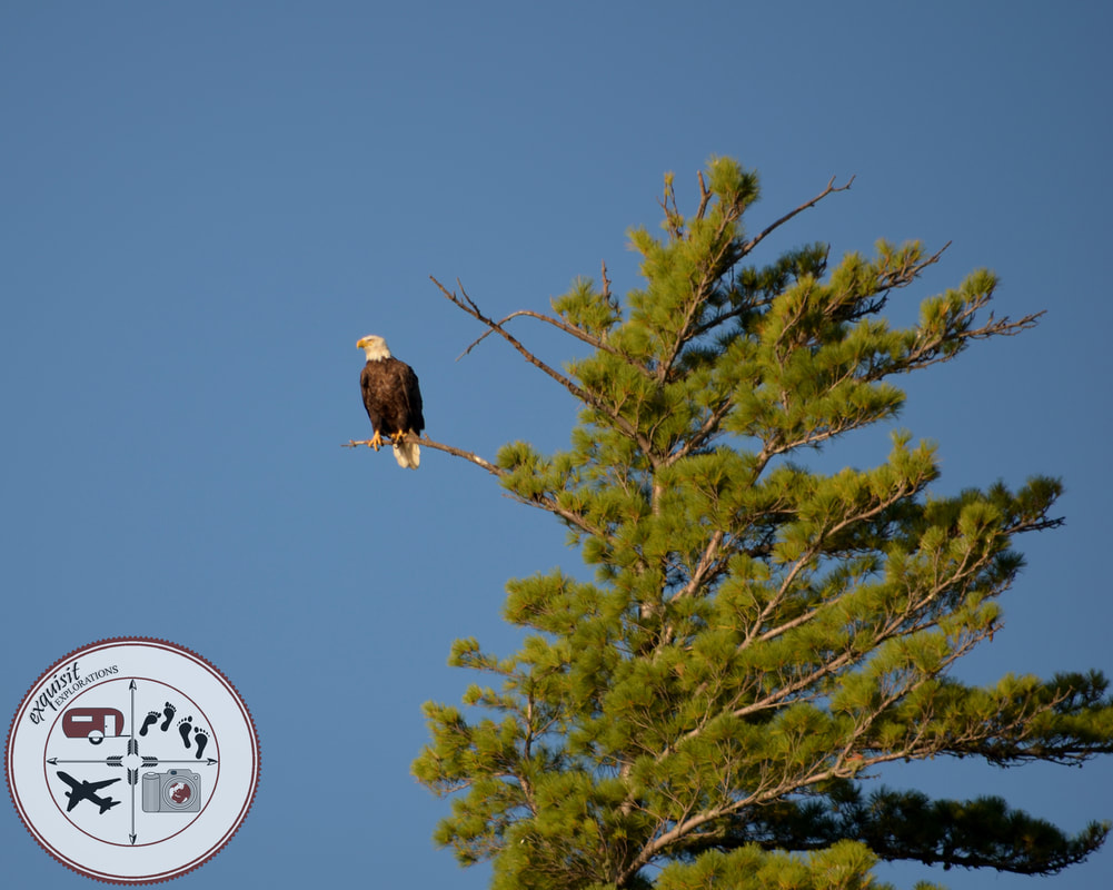 Regal Bald Eagle, Summer in Western Ontario; Davy Lake Campground; Ignace, Ontario; RV living, RV lifestyle, workamping, nature photography, travel photography