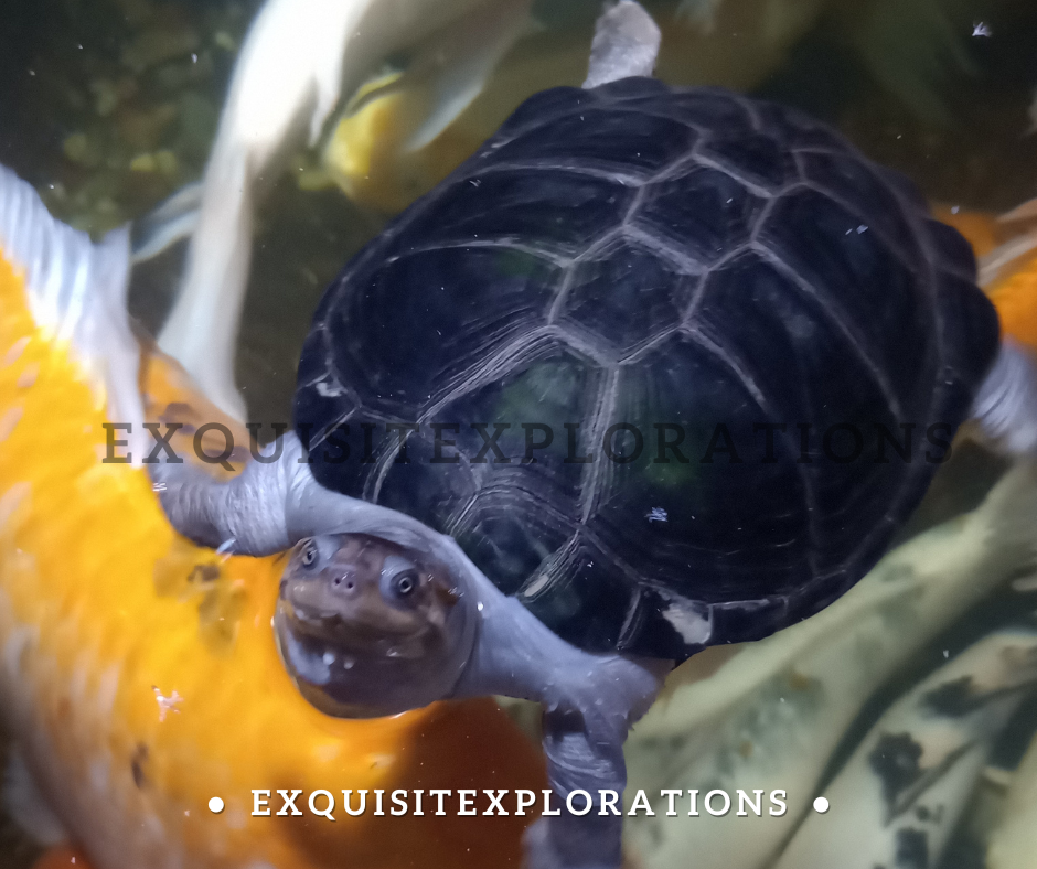 See The Happiest Little Turtle at the Austin Aquarium; Things to Do in Austin, TX; exquisitEXPLORATIONS Travel Blog