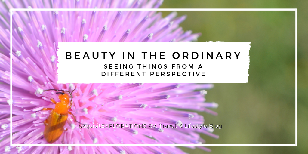 Beauty in the Ordinary, Seeing Things from a Different Perspective; Houston; exquisitEXPLORATIONS Travel Blog