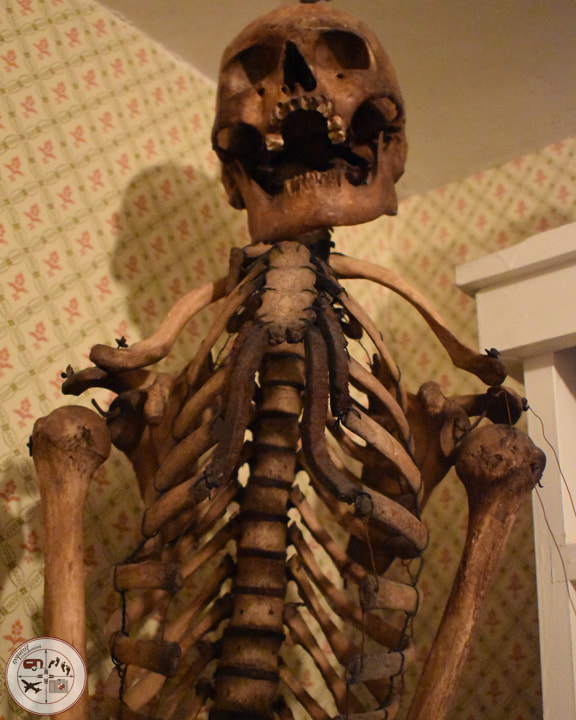 Skeleton #doctorsoffice #antique #meadvillepa #traveltips #travelblog