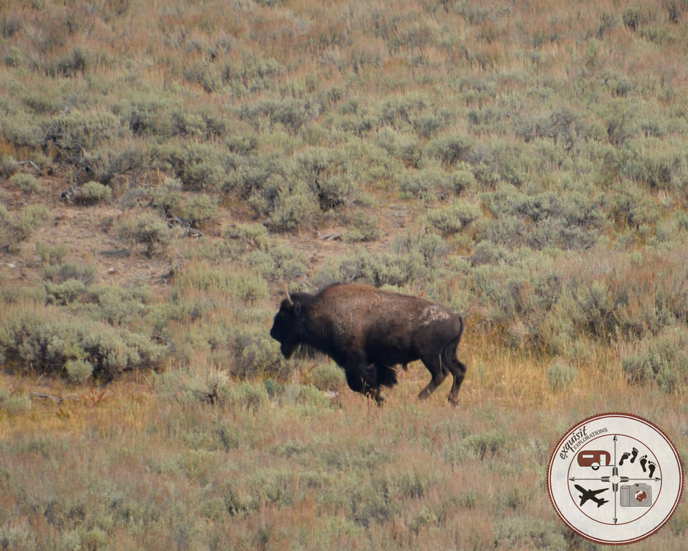 Buffalo in a Hurry! Wildlife of Yellowstone National Park, Yellowstone Animals, Beautiful Animals, Nature Photography