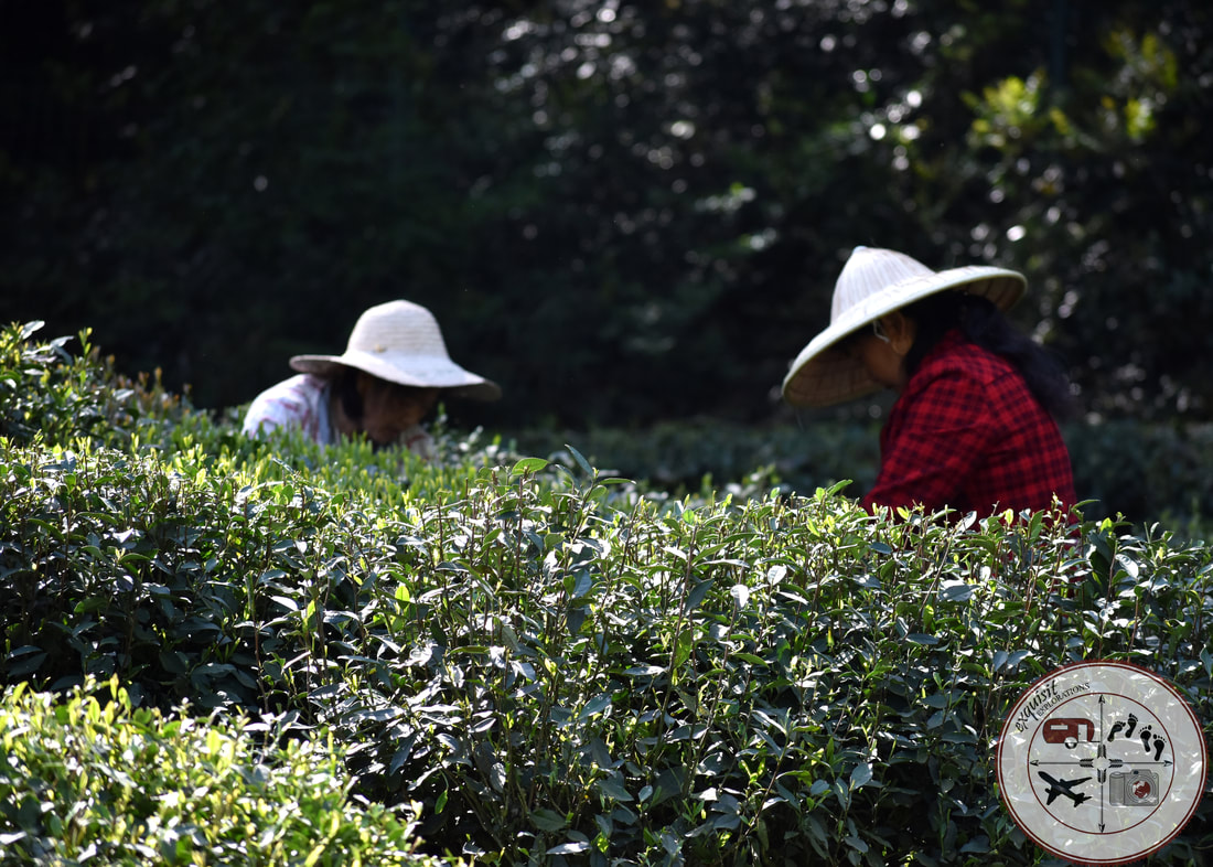 Women picking dragon well green tea leaves in Hangzhou, China. Reason Number 5 to visit Hangzhou.