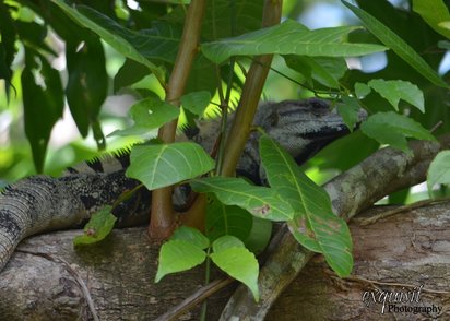 Iguana in the trees, Belize, Jungle, Rainforest