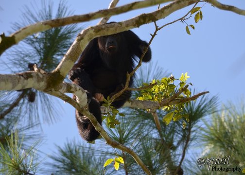 Alpha Male, Howler Monkey, monkey in the trees
