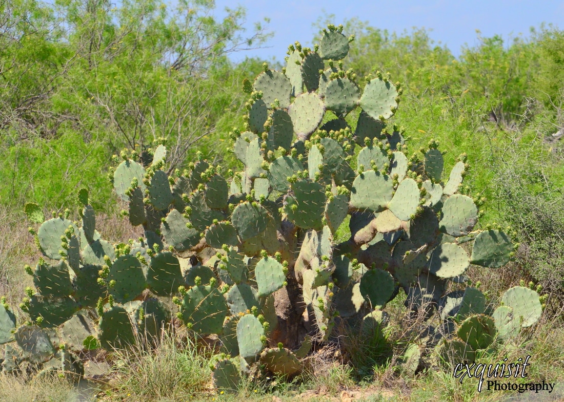 prickly pear cactus, cacti, south texas, state plant of texas