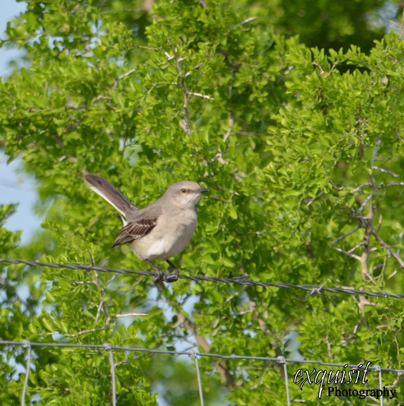 northern mockingbirds, birds of south texas, texas birds, wildlife, rving