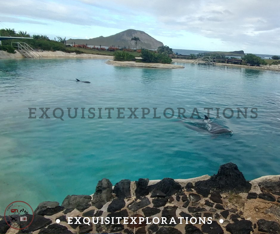 See the Dolphin Show at Sea Life Park; Top Things to Do in Honolulu With Kids (Kid-Friendly Activities on Oahu) by exquisitEXPLORATIONS Travel Blog