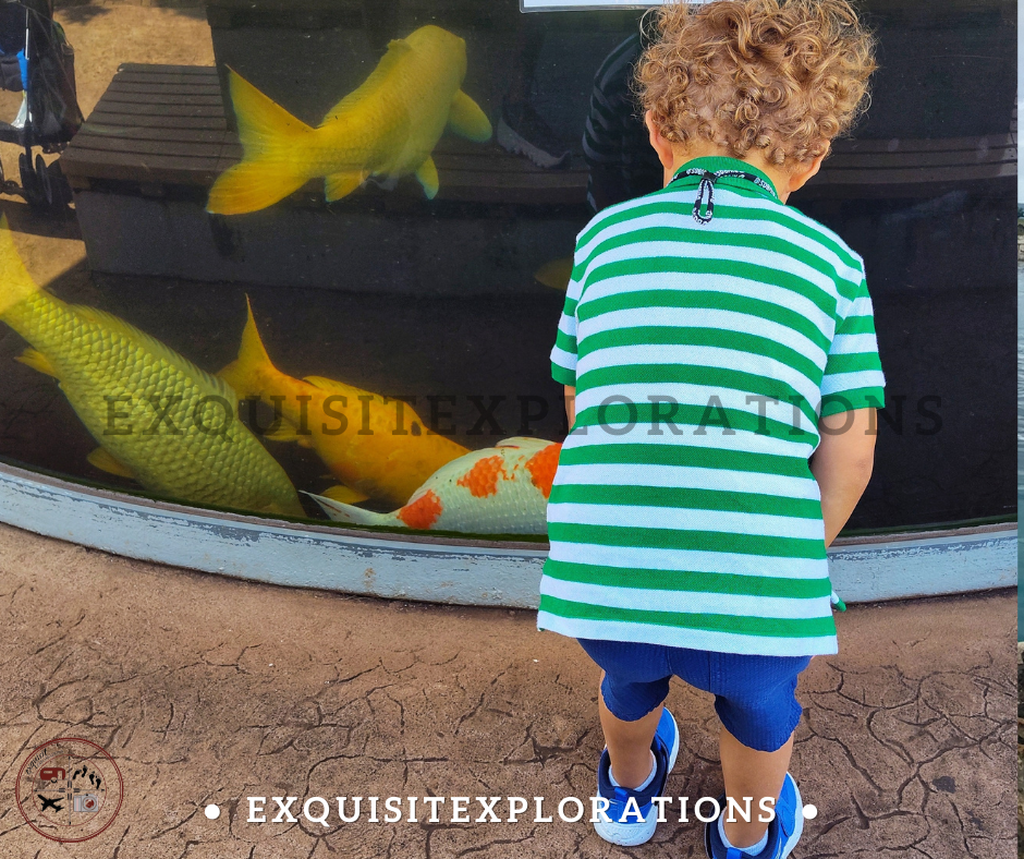Honolulu Zoo; Things to Do in Honolulu With Kids by exquisitEXPLORATIONS Travel Blog