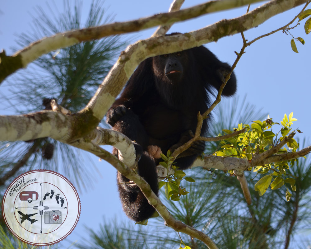An alpha male howler monkey in Belize watching us as we watch his family play in the trees overhead.