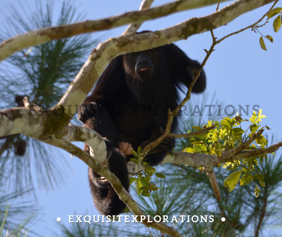Alpha Male Howler Monkey in Belize; exquisitEXPLORATIONS Travel and Lifestyle Blog
