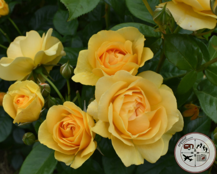 Yellow Roses, Tralee; Rose of Tralee Rose Garden; Ireland; the ultimate Ireland road trip