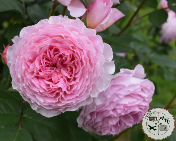 Delicate Pink Roses at the Rose of Tralee Rose Garden; the ultimate Ireland road trip