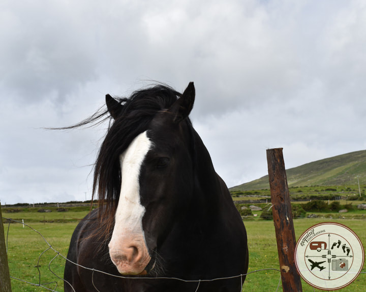 Beautiful Horse at the Lios, Dingle Peninsula, Ireland; making new friends in Ireland; where to go in Ireland
