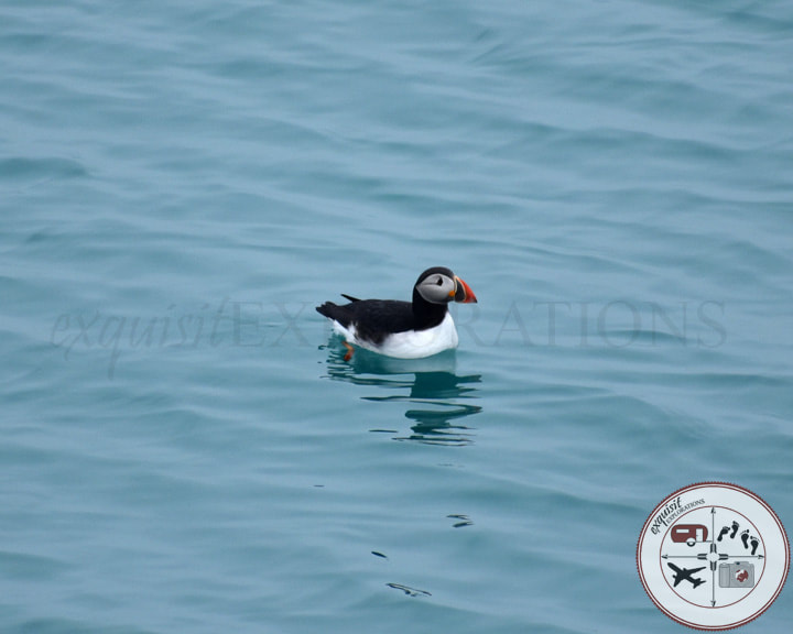 Atlantic Puffin; Photos to Fuel Your Wanderlust; Iceland Tourism; Birds of Iceland