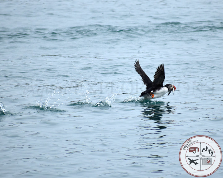 Atlantic Puffin with Capelin in Its Mouth, Airborne, Headed Back to Its Nest; Iceland; Atlantic Ocean; Bird Watching