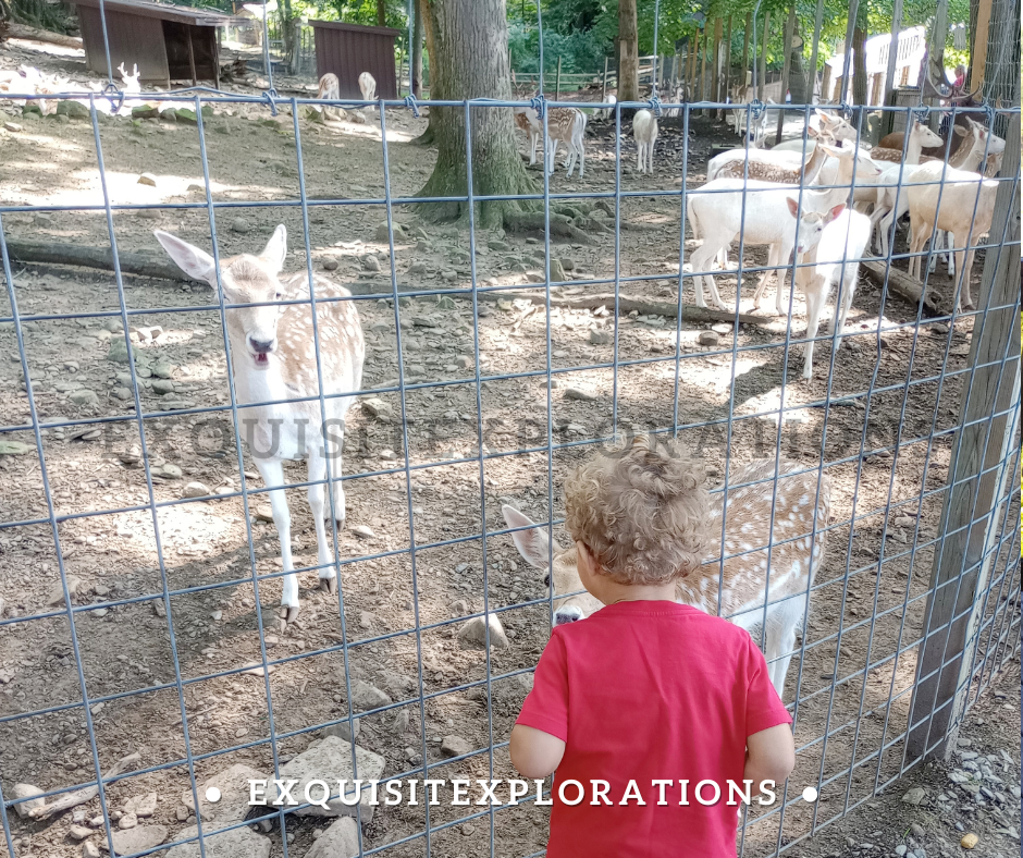 Things to do in Meadville, PA; Pymatuning Deer Park; exquisitEXPLORATIONS Travel and Lifestyle Blog