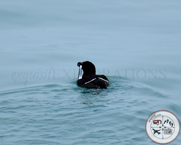 Razorbill (with a capelin in his mouth); Sea Birds of Iceland; Bird Watching in Iceland; Black Birds